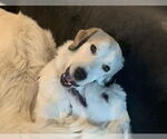 Small #5 Great Pyrenees Mix