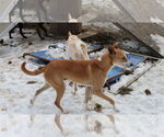 Small #6 Saluki-Whippet Mix