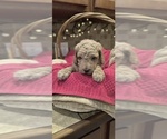 Puppy 5 Goldendoodle