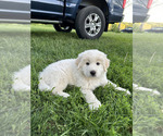 Small #2 Great Pyrenees