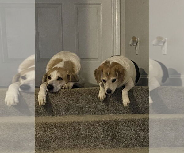 Medium Photo #2 Beagle-Unknown Mix Puppy For Sale in Aurora, IN, USA