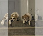 Small #1 Beagle Mix