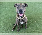 Small #1 American Pit Bull Terrier