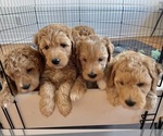 Small Photo #2 Goldendoodle (Miniature) Puppy For Sale in PUYALLUP, WA, USA