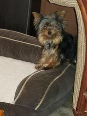 Father of the Yorkshire Terrier puppies born on 09/24/2017