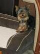 Small Photo #1 Yorkshire Terrier Puppy For Sale in UNION GROVE, NC, USA