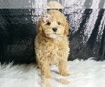 Small #3 Maltipoo