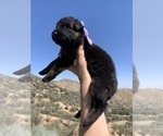 Puppy Purple Collar German Shepherd Dog