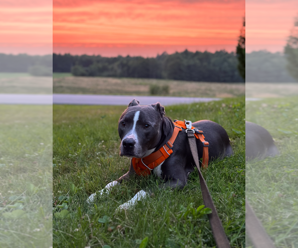Medium Photo #13 American Pit Bull Terrier-American Staffordshire Terrier Mix Puppy For Sale in Caribou, ME, USA