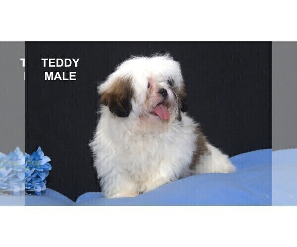 Medium Photo #6 Shih Tzu Puppy For Sale in CLARE, MI, USA