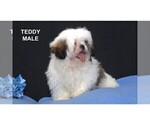Small #5 Shih Tzu