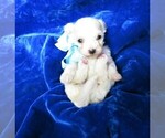 Puppy 3 Maltipoo