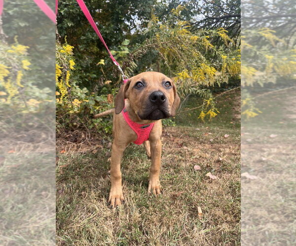 Medium Photo #4 Mutt Puppy For Sale in Candler, NC, USA