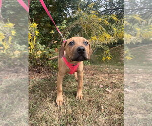 Paloma - Female Mutt Dog for Adoption - Photo #4