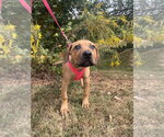 Small Photo #4 Mutt Puppy For Sale in Candler, NC, USA