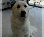 Small Photo #3 Great Pyrenees Puppy For Sale in Austin, TX, USA