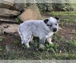 Small Photo #1 Australian Cattle Dog Puppy For Sale in AUGSBURG, IL, USA