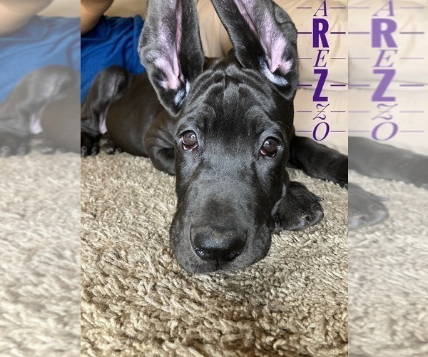 Medium Photo #14 Great Dane Puppy For Sale in COLUMBUS, OH, USA