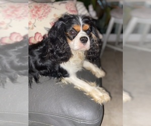 Father of the Cavapoo (Miniature) puppies born on 06/20/2026