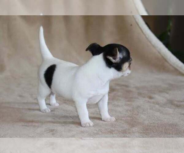 Medium Photo #8 Chihuahua Puppy For Sale in HUDSONVILLE, MI, USA