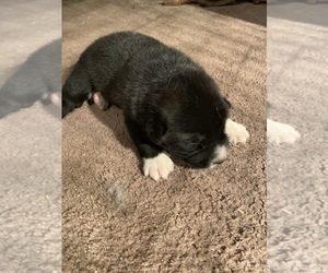 Great Pyrenees-Siberian Husky Mix Puppy for sale in HARWOOD, MD, USA