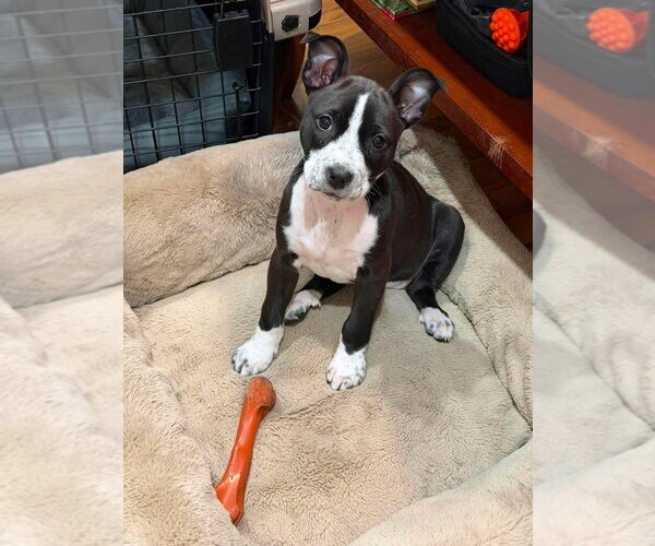 Medium Photo #1 Mutt Puppy For Sale in Wenonah, NJ, USA