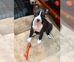 Small Mutt