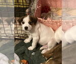 Small #1 Mutt