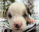 Puppy Blue Merle Boy2 Miniature American Shepherd