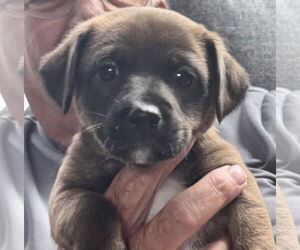 Chihuahua-Unknown Mix Dogs for adoption in Jefferson, NJ, USA
