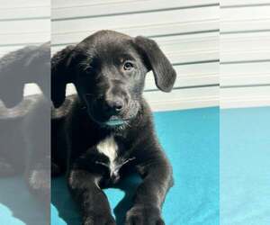 Labrador Retriever-Unknown Mix Dogs for adoption in Tarrytown, GA, USA