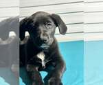 Small Labrador Retriever Mix
