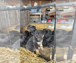 Small #1 Shepradors