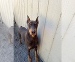 Small Photo #1 Doberman Pinscher Puppy For Sale in WAPATO, WA, USA