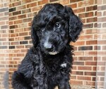 Small #4 F2 Aussiedoodle