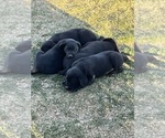 Small #5 Labrador Retriever