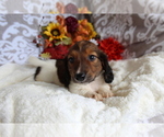 Small #2 Dachshund