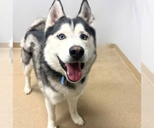 Siberian Husky Dogs for adoption in Aurora, CO, USA