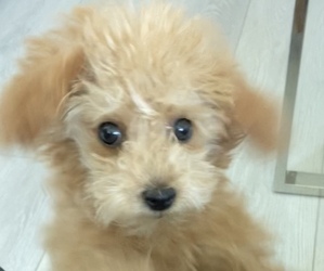 Poodle (Toy) Puppy for sale in IRVINE, CA, USA