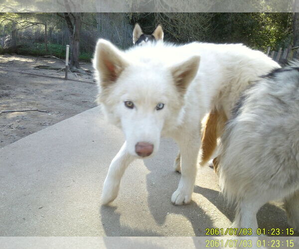 Medium Photo #3 Samoyed-Siberian Husky Mix Puppy For Sale in Pacific grove , CA, USA