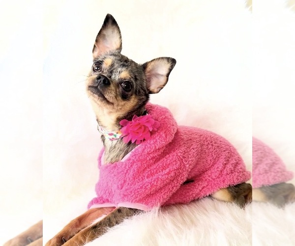 Medium Photo #10 Chihuahua Puppy For Sale in SACRAMENTO, CA, USA