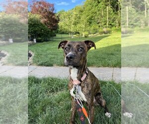 Bullboxer Pit Dogs for adoption in Springdale, PA, USA