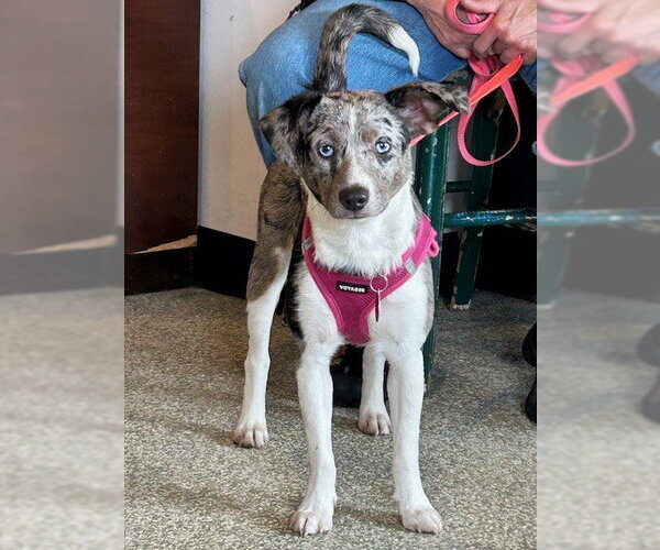 Medium Photo #4 Catahoula Leopard Dog-Labrador Retriever Mix Puppy For Sale in St. Louis Park, MN, USA