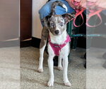 Small #3 Catahoula Leopard Dog-Labrador Retriever Mix