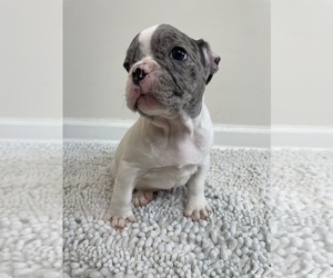 French Bulldog Puppy for sale in CHARLESTON, SC, USA