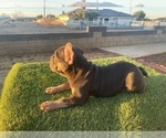 Small #6 French Bulldog