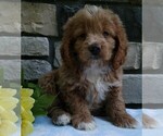 Small Photo #3 Cocker Spaniel-Poodle (Miniature) Mix Puppy For Sale in FREDERICKSBURG, OH, USA