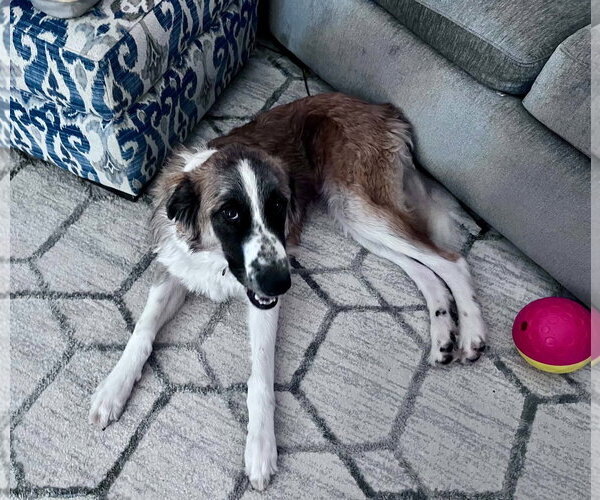 Medium Photo #3 German Shepherd Dog-Great Pyrenees Mix Puppy For Sale in Thomasville, NC, USA