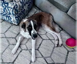 Small #2 German Shepherd Dog-Great Pyrenees Mix