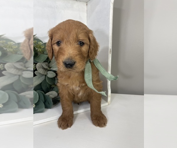 Medium Photo #8 Goldendoodle Puppy For Sale in WOODBURN, IN, USA